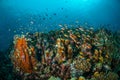 Various reef fishes swim above coral reefs in Gili, Lombok, Nusa Tenggara Barat, Indonesia underwater photo