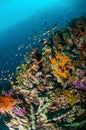 Various reef fishes swim above coral reefs in Gili, Lombok, Nusa Tenggara Barat, Indonesia underwater photo