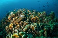 Various reef fishes swim above coral reefs in Gili, Lombok, Nusa Tenggara Barat, Indonesia underwater photo