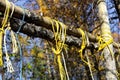 Various ropes left behind on game hanging poles Royalty Free Stock Photo