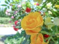 various of roses in the garden in the sunshin