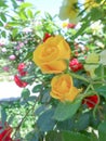 various of roses in the garden in the sunshin