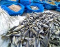 Various salted fish sold by traders in Tanjungbalai City, North Sumatra, Indonesia