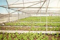Various saplings in an empty greenhouse. Empty seedlings in a farm green greenhouse. Various plants in a greenhouse. A