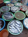 various sea fish ready to be sold at fish farms or kongsi