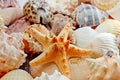 Various sea shells Royalty Free Stock Photo
