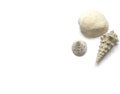 Various sea shells isolated on white background Royalty Free Stock Photo