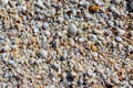 Various Sea Shells Scattered on Bowmans Beach Royalty Free Stock Photo