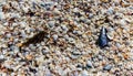 Various Sea Shells Scattered on Bowmans Beach Royalty Free Stock Photo