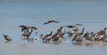 Various seabirds on a sandbank in front of the Holbox island, Mexico Royalty Free Stock Photo