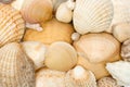 Various Seashells Royalty Free Stock Photo