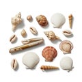 On a white background include cowries, scallops, conchs, and Royalty Free Stock Photo