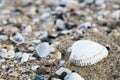 Various seashells background. Shells on a sandy beach, Black sea. Royalty Free Stock Photo