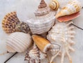 Various seashells background template image