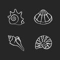 Various seashells chalk white icons set on black background Royalty Free Stock Photo