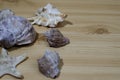 Many small seashells of various kinds on a wooden table