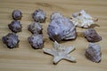 Many small seashells of various kinds on a wooden table