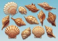 Various seashells are illustrated on a light blue background, showcasing diverse Royalty Free Stock Photo