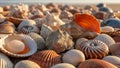 Intricate patterns and natural beauty of the shells suggesting Royalty Free Stock Photo