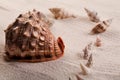 Various seashells lying on the beach sand arranged in a composition. Royalty Free Stock Photo