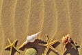 Various seashells on a sandy beach with copy space Royalty Free Stock Photo