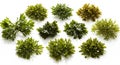 Various seaweed specimens are arranged on a white background. Each cluster Royalty Free Stock Photo