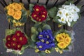 Various selection of Primula flowers on the market Royalty Free Stock Photo