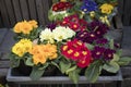 Various selection of Primula flowers on the market Royalty Free Stock Photo
