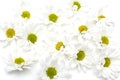 Various Selection of White Flowers Isolated on White Background. Set of Nine Daisy, Gerber, Marigold, Osteospermum Royalty Free Stock Photo