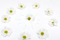 Various Selection of White Flowers Isolated on White Background. Set of Nine Daisy, Gerber, Marigold, Osteospermum Royalty Free Stock Photo