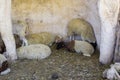 Various sheep breeds in Nazareth Village Israel