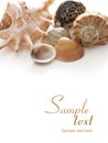 Various shells Royalty Free Stock Photo