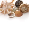 Various shells