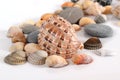 Various shells and pebbles on a light background Royalty Free Stock Photo