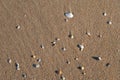 Various shells on the sandy beach