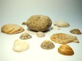 Various shells on a white background