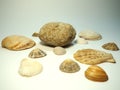 Various shells on a white background Royalty Free Stock Photo