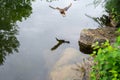 Various shots of a small pond with lots of ducks