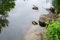 Various shots of a small pond with lots of ducks