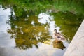 Various shots of a small pond with lots of ducks