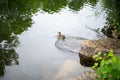 Various shots of a small pond with lots of ducks