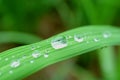 Various size of crystal clear water droplets on the vibrant green leaf in morning sunlight Royalty Free Stock Photo