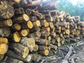 Various size cut tree trunks logs body firewood stack in forest. Deforestation area. Woodpile of chopped lumber. Royalty Free Stock Photo