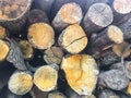 Various size cut tree trunks logs body firewood stack in forest. Deforestation area. Woodpile of chopped lumber. Royalty Free Stock Photo