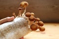 Various Size of Poplar Mushrooms Growing on Mycelium Block as Houseplants