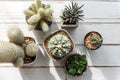Various small Cacti