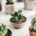 Various small Cacti