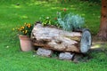 Various small flowers and plants planted in hollow old tree log used as decoration next to flower pot with faded color in backyard Royalty Free Stock Photo