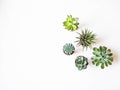 Various small succulents in pots on a white background. Top view. Copy space