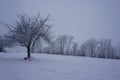 various snow covered trees in a beautiful winter mist Royalty Free Stock Photo